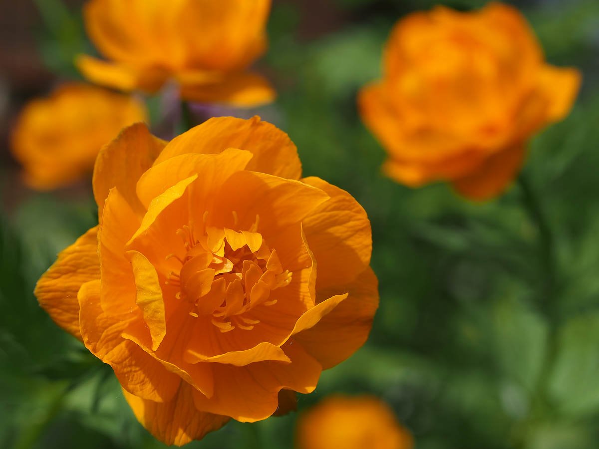 Купальница азиатская Trollius asiaticus