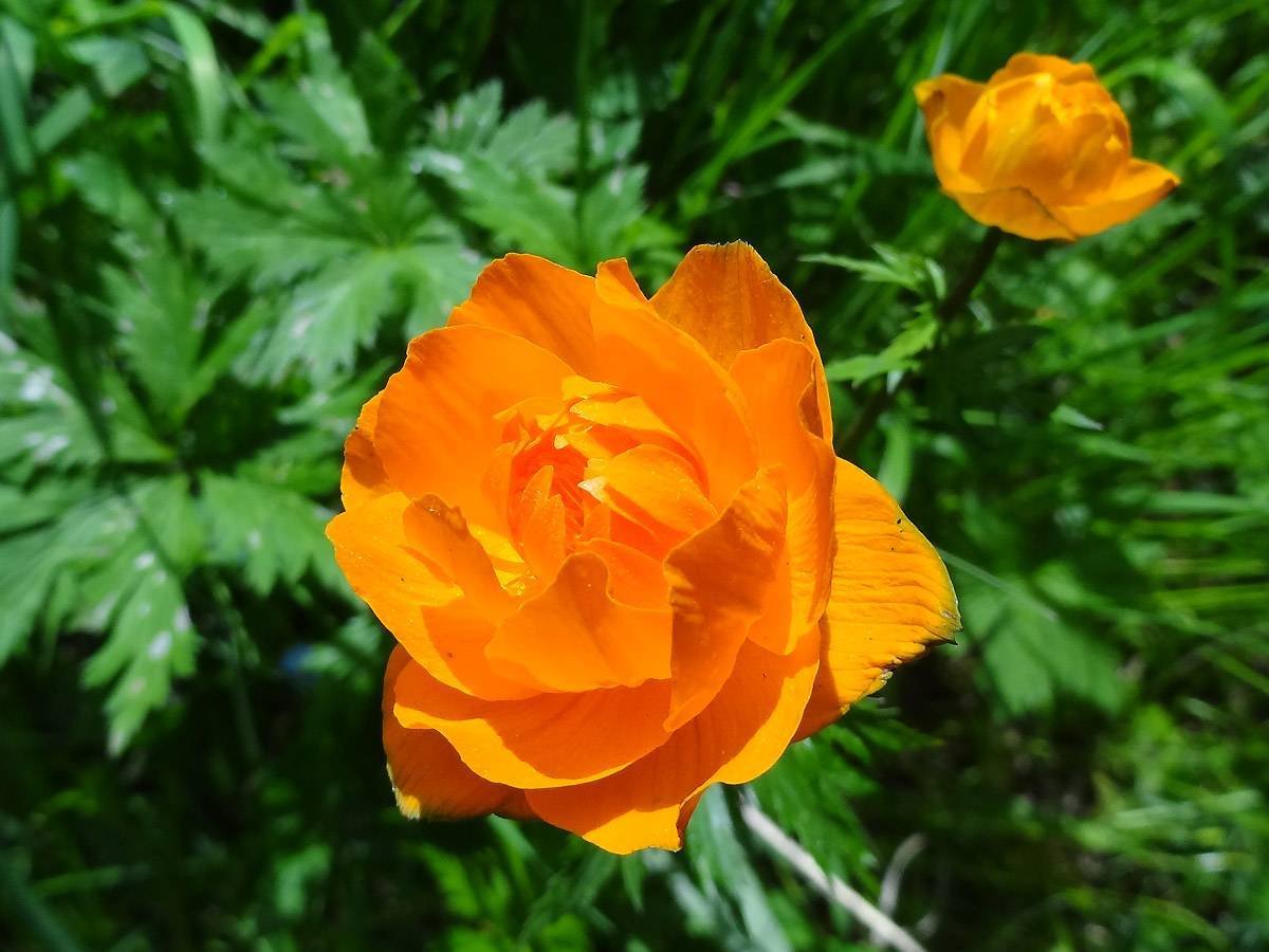 Купальница азиатская Trollius asiaticus