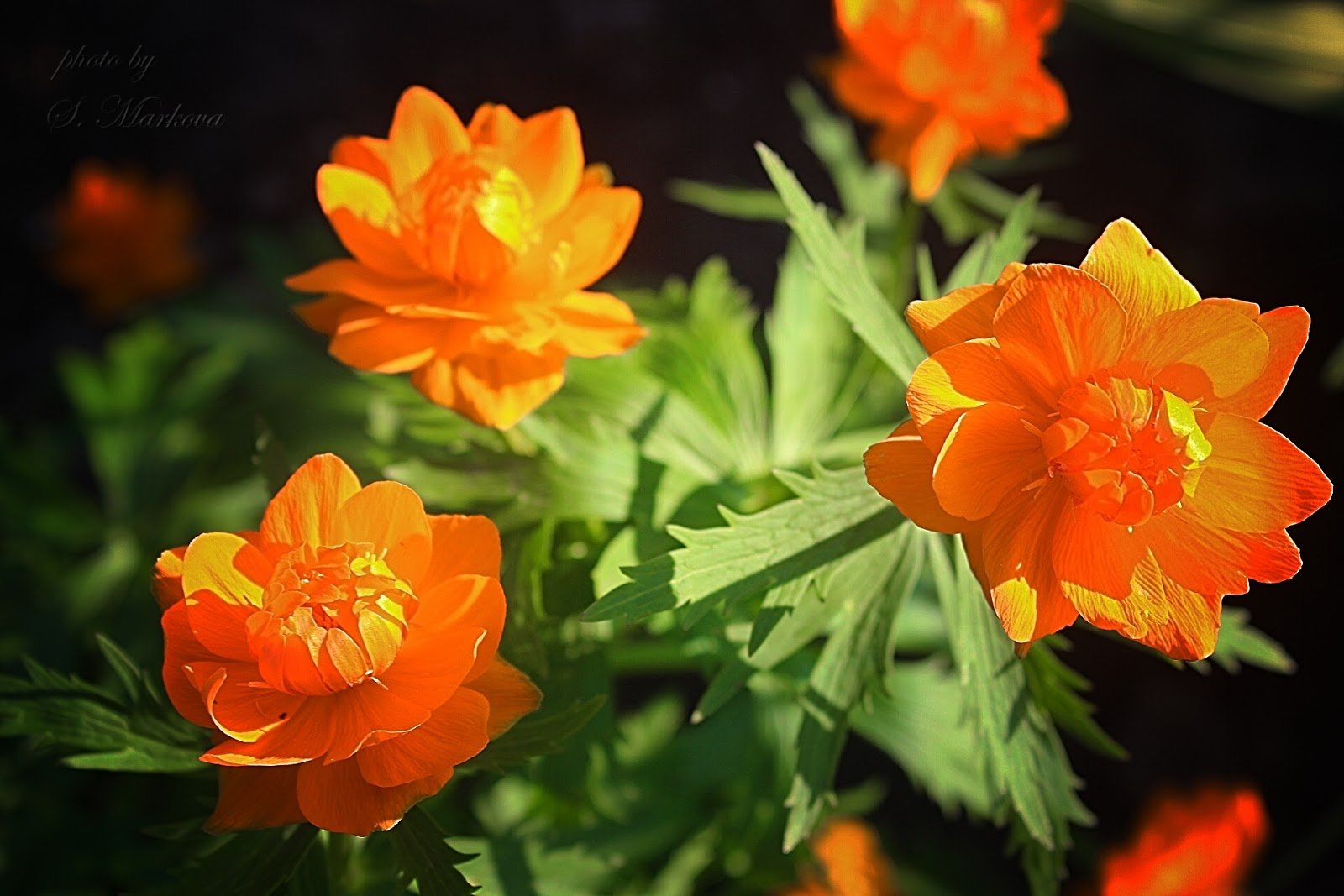 Купальница азиатская Trollius asiaticus