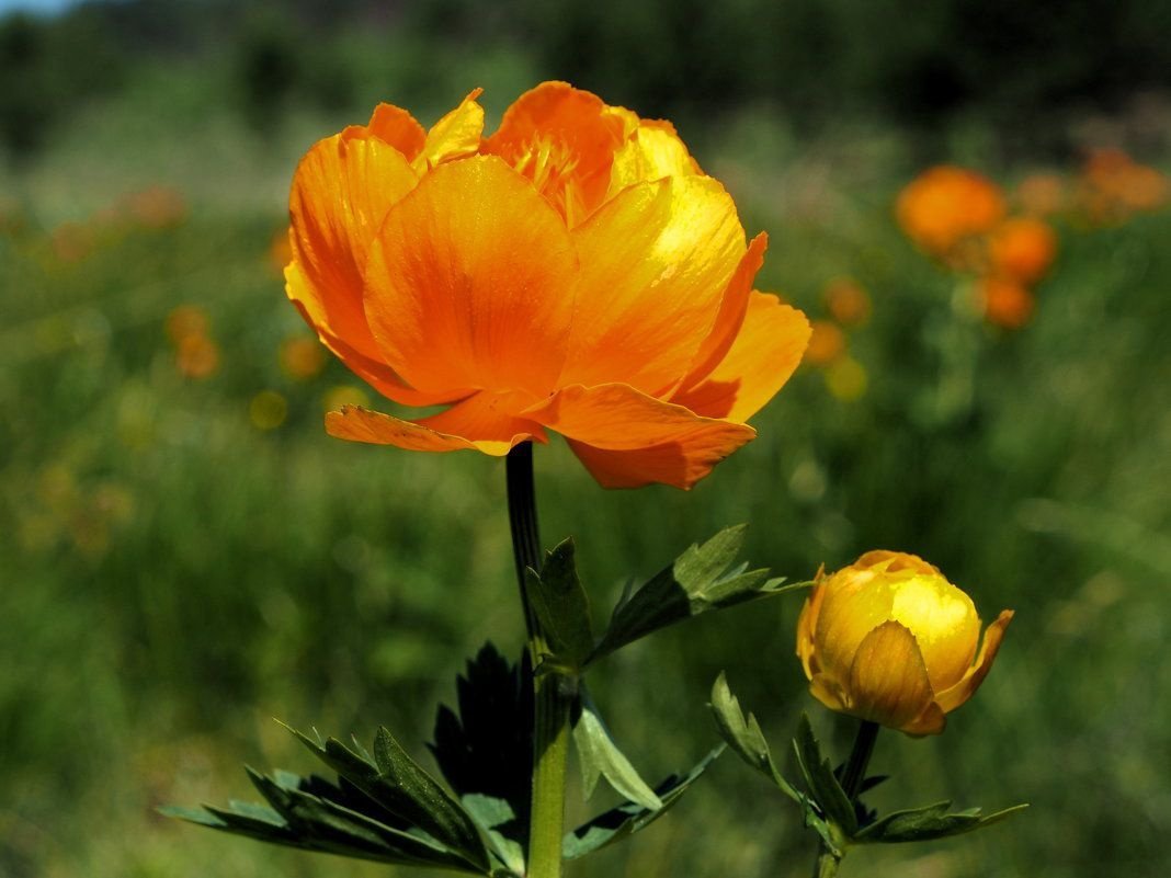 Купальница азиатская Trollius asiaticus