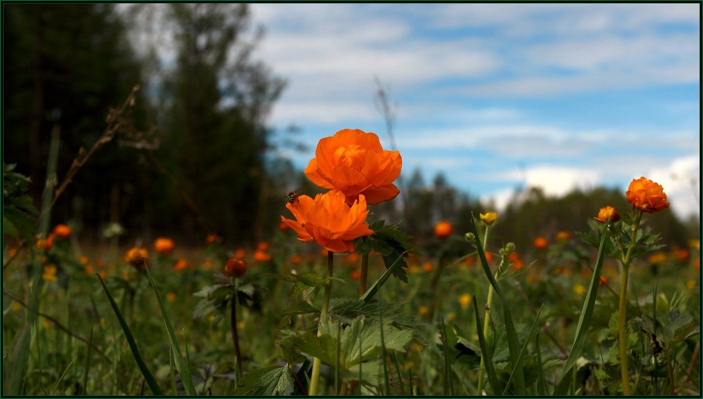 Купальница азиатская Trollius asiaticus