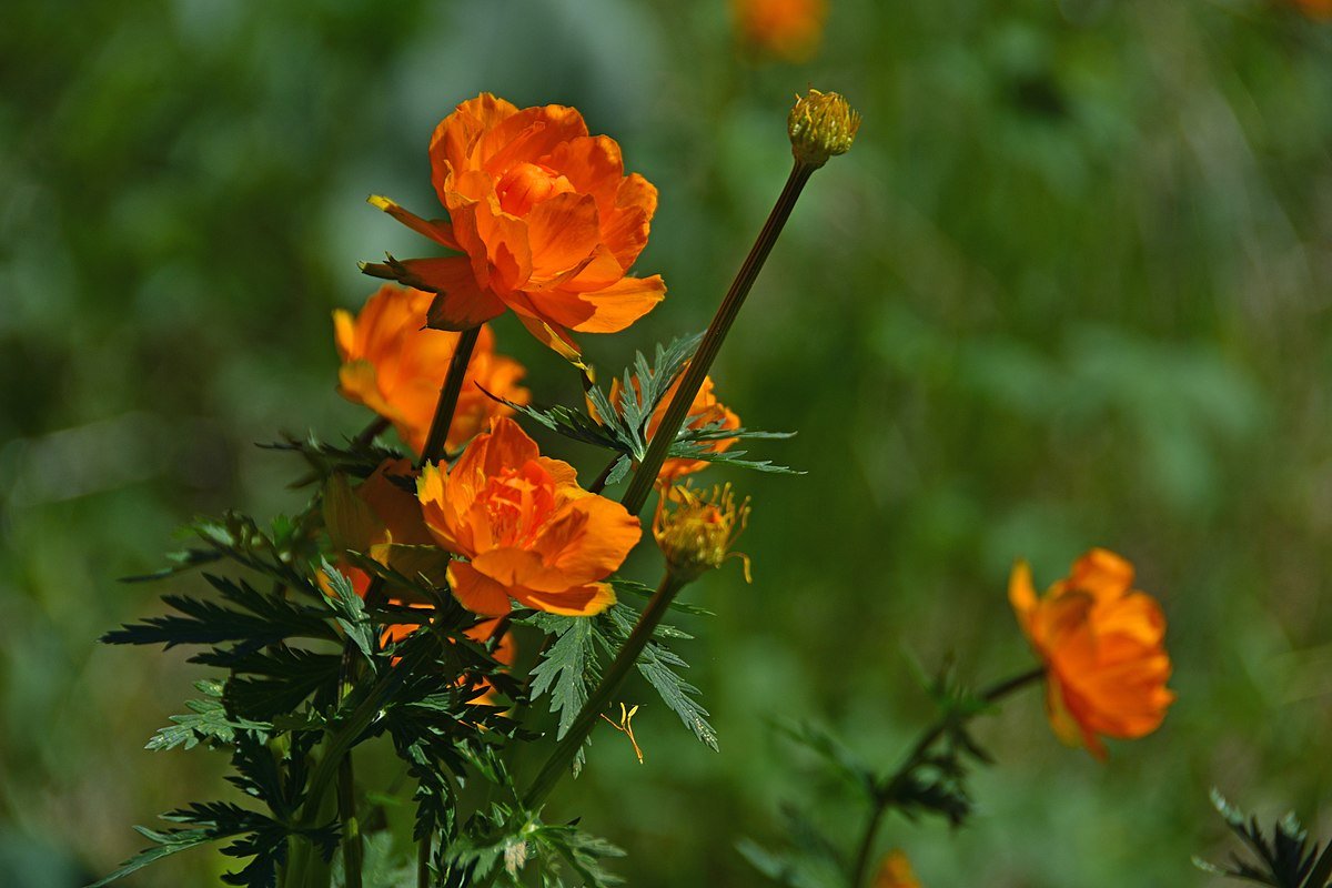 Купальница азиатская Trollius asiaticus