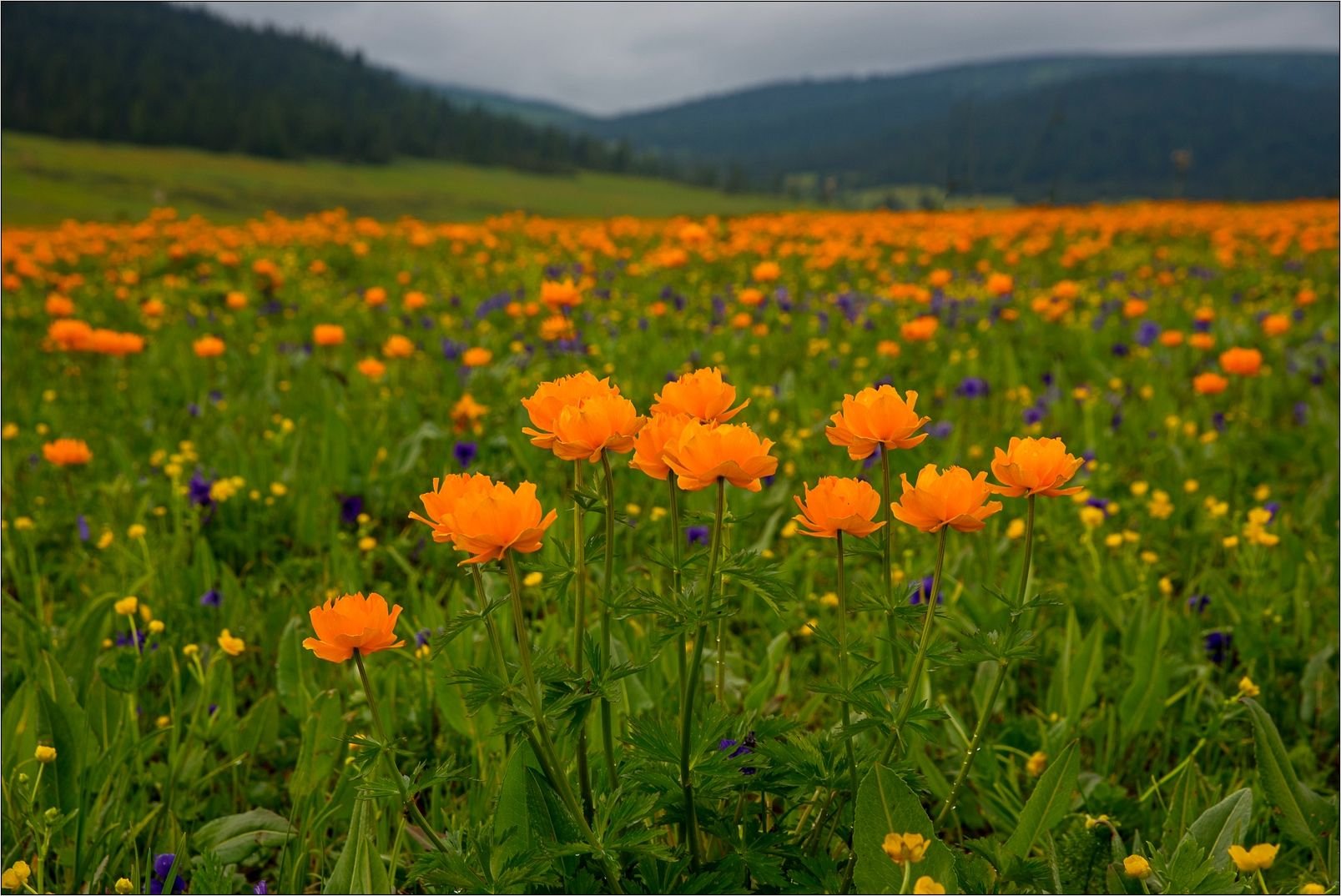 Купальница Байкальская