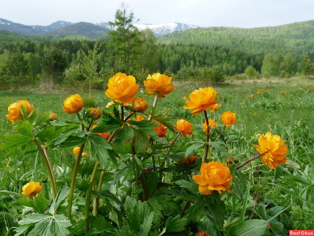 Купальница Байкальская