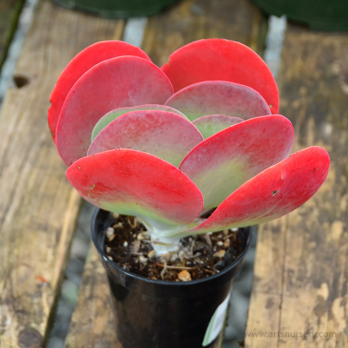 Kalanchoe Турсифлора