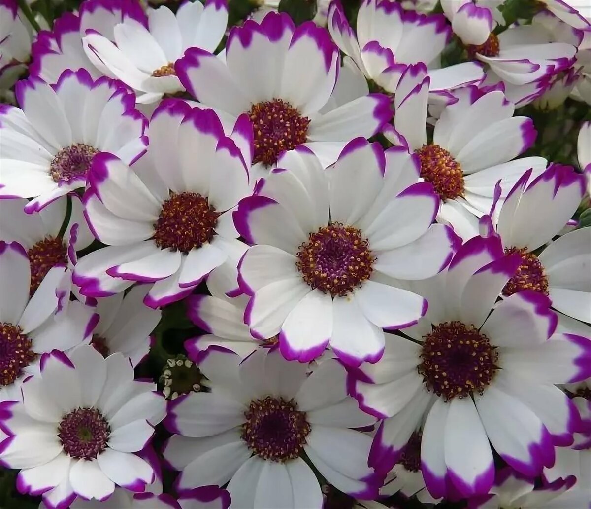 Цинерария cineraria