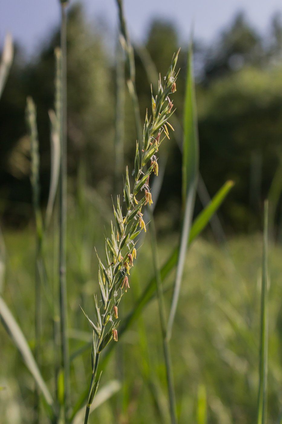 Трава пырей ползучий. Пырей ковылелистный. Пырей ползучий (Elytrigia repens l.). Пырей ползучий Agropyron repens.