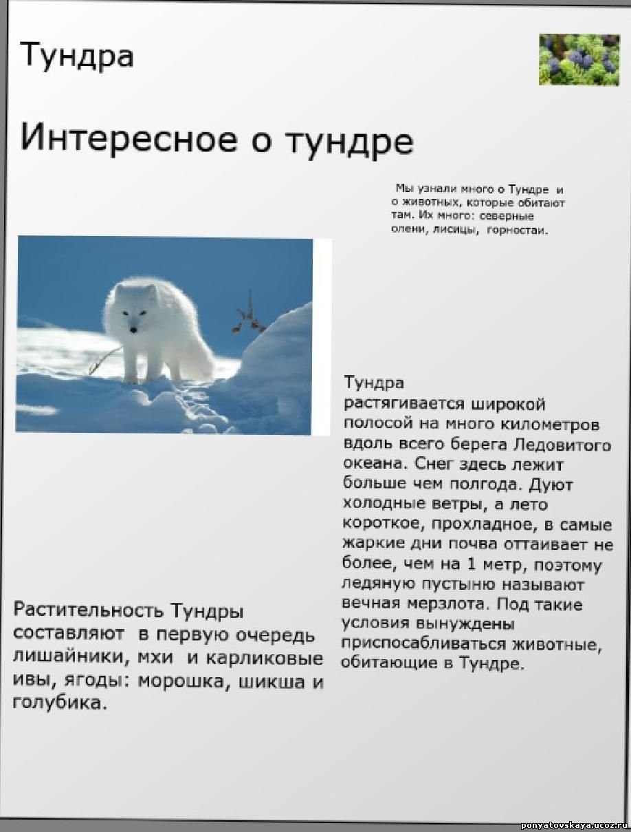 Животный мир тундры описание. Доклад о животных тундры. Животные тундры доклад. Доклад о животном тундры. Доклад на тему животные тундры.