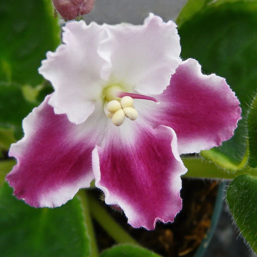 Фиалка Pink African Violet