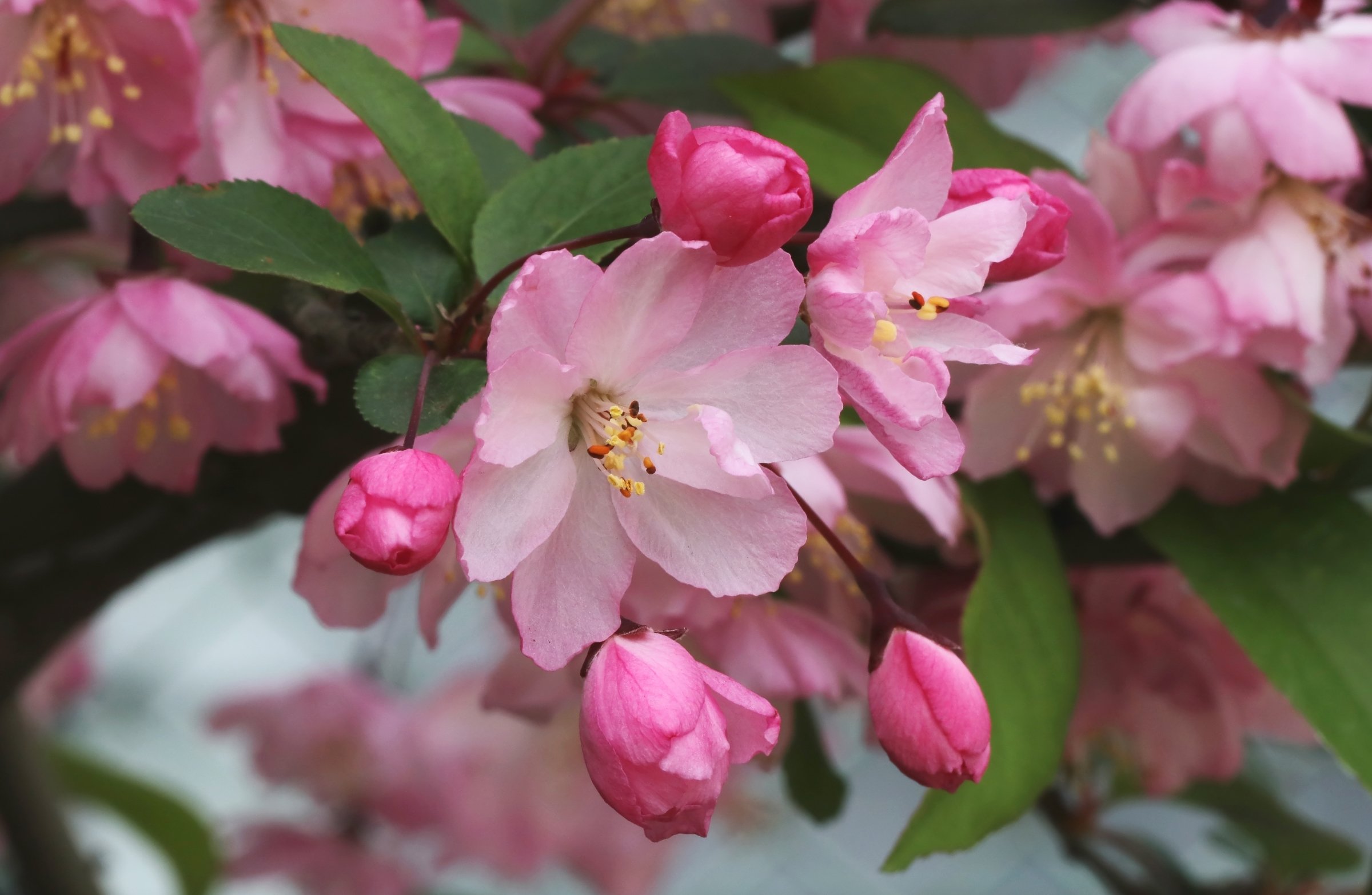 Розовые цветы ранней весной