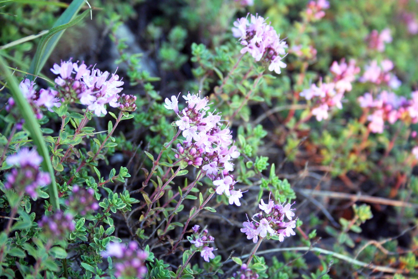 Thymus serpyllum l тимьян ползучий