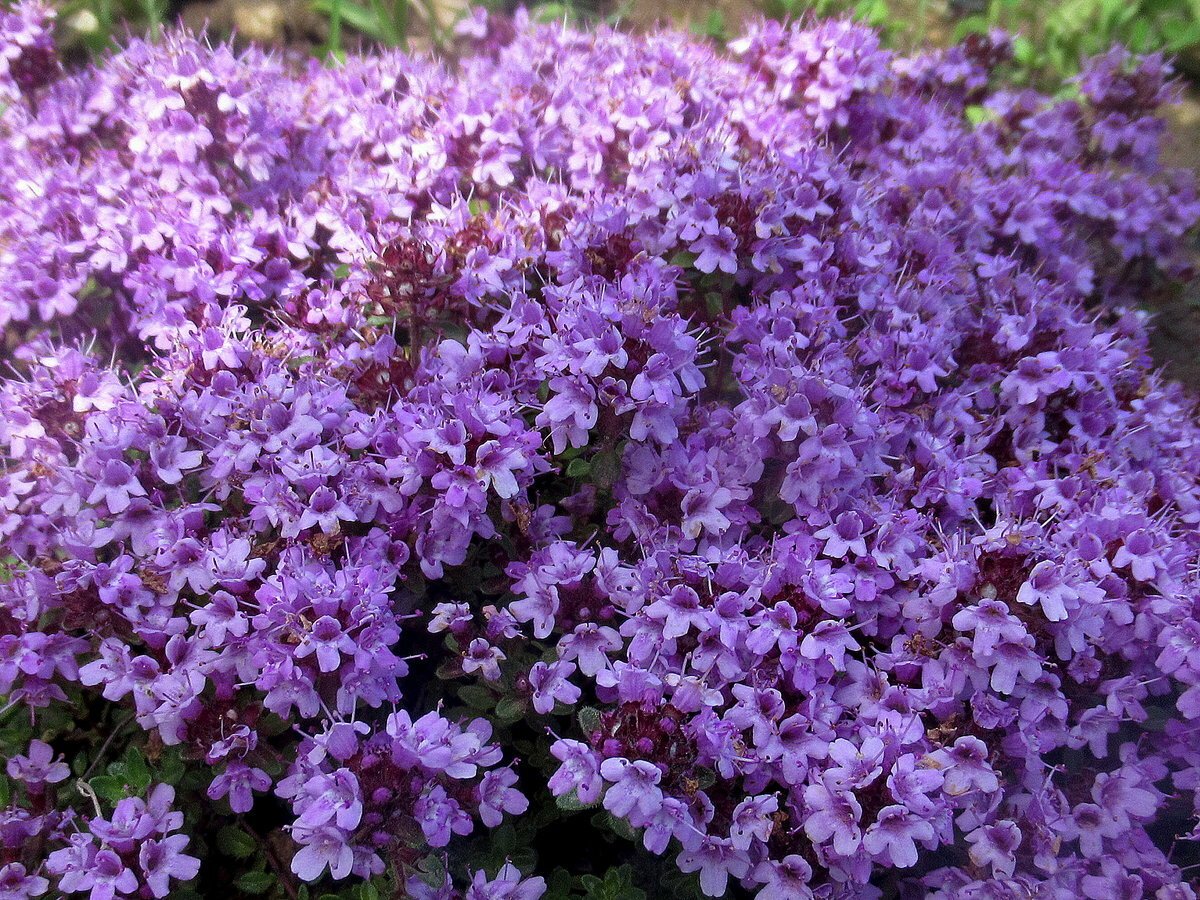 Тимьян. Тимьян ползучий (Thymus serpyllum). Тимьян (чабрец) ползучий (Thymus serpyllum). Тимьян ползучий (Thýmus serpýllum). Тимьян Пигмеус.