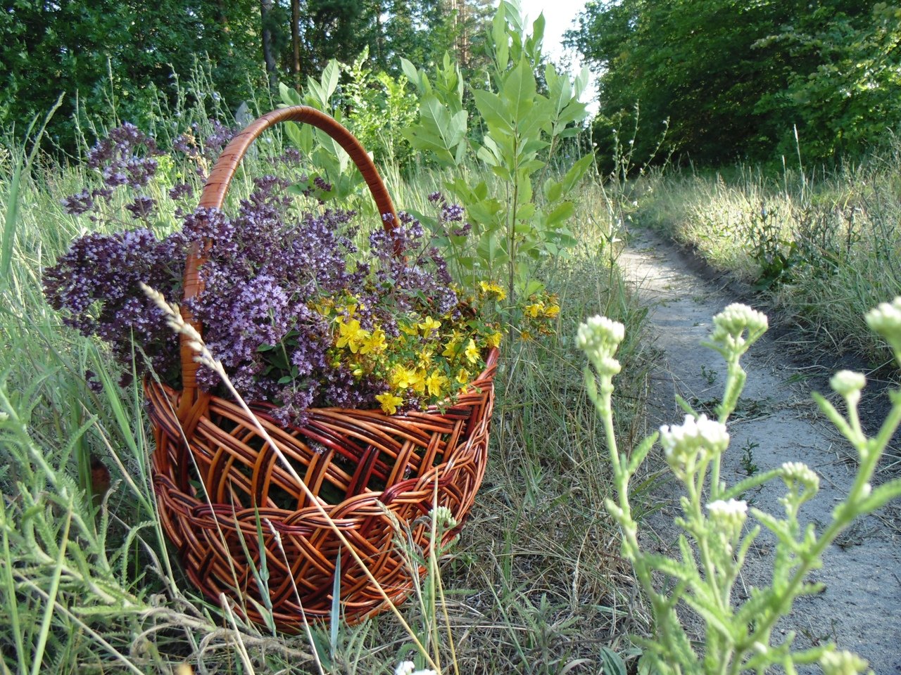 Сбор душицы. Душица трава сбор. Корзинка с лекарственными травами. Корзинка из травы. Корзина на траве.