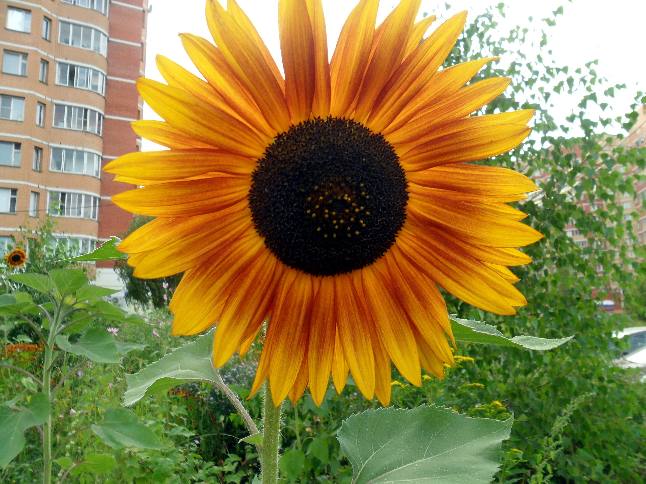 Sunflower