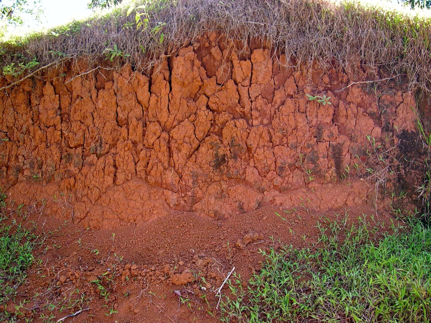Под влажными экваториальными лесами формируются почвы обладающие. Красные ферраллитные почвы Южной Америки. Красно-желтые ферраллитные почвы Африки. Почва экваториальных лесов Африки. Красные ферраллитные почвы Бразилии.