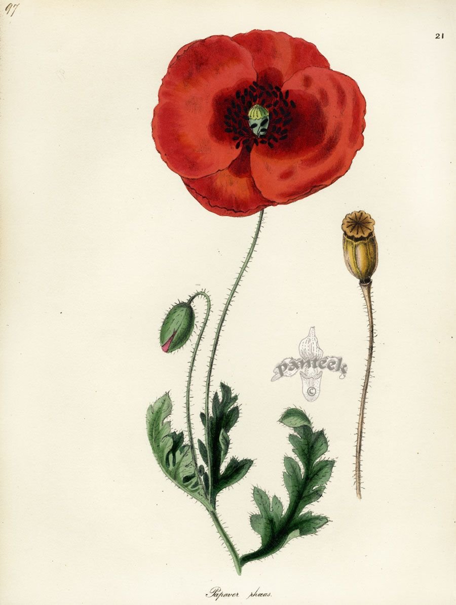 Мак снотворный соцветие. Мак самосейка растение. Семейство маковые. Мак снотворный красный. Мак самосейка формула цветка.