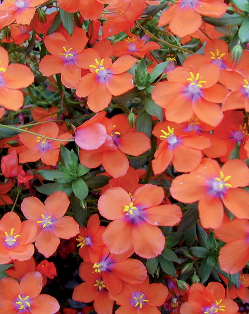 Анагалис крупноцветковый. Анагаллис. Анагаллис цветок. Анагаллис оранжевый. Анагалис Скарлет красная.