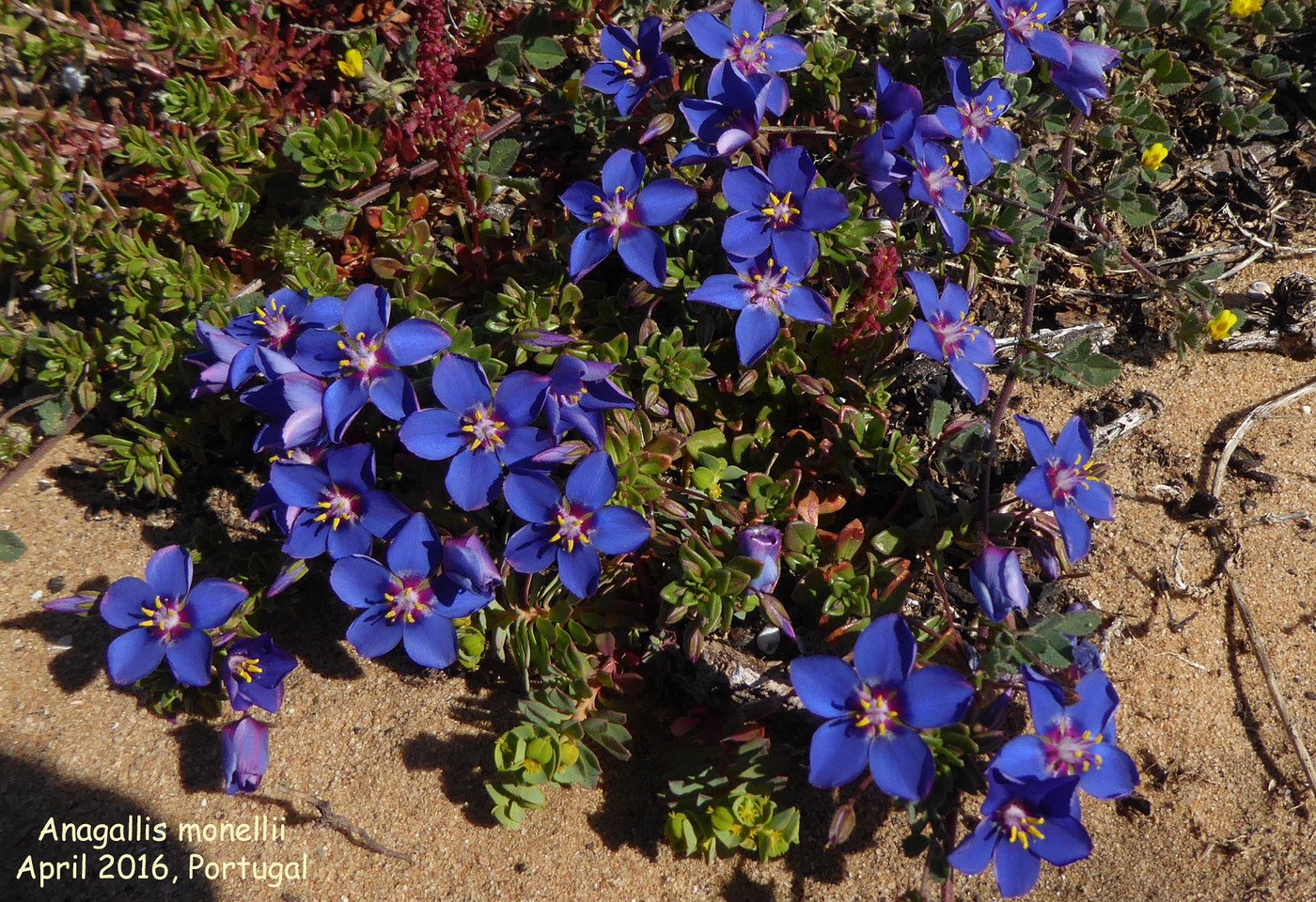 Анагаллис Монелли. Anagallis Monelli (Анагалис Монелли, синий первоцвет). Анагаллис цветок. Анагаллис синий.
