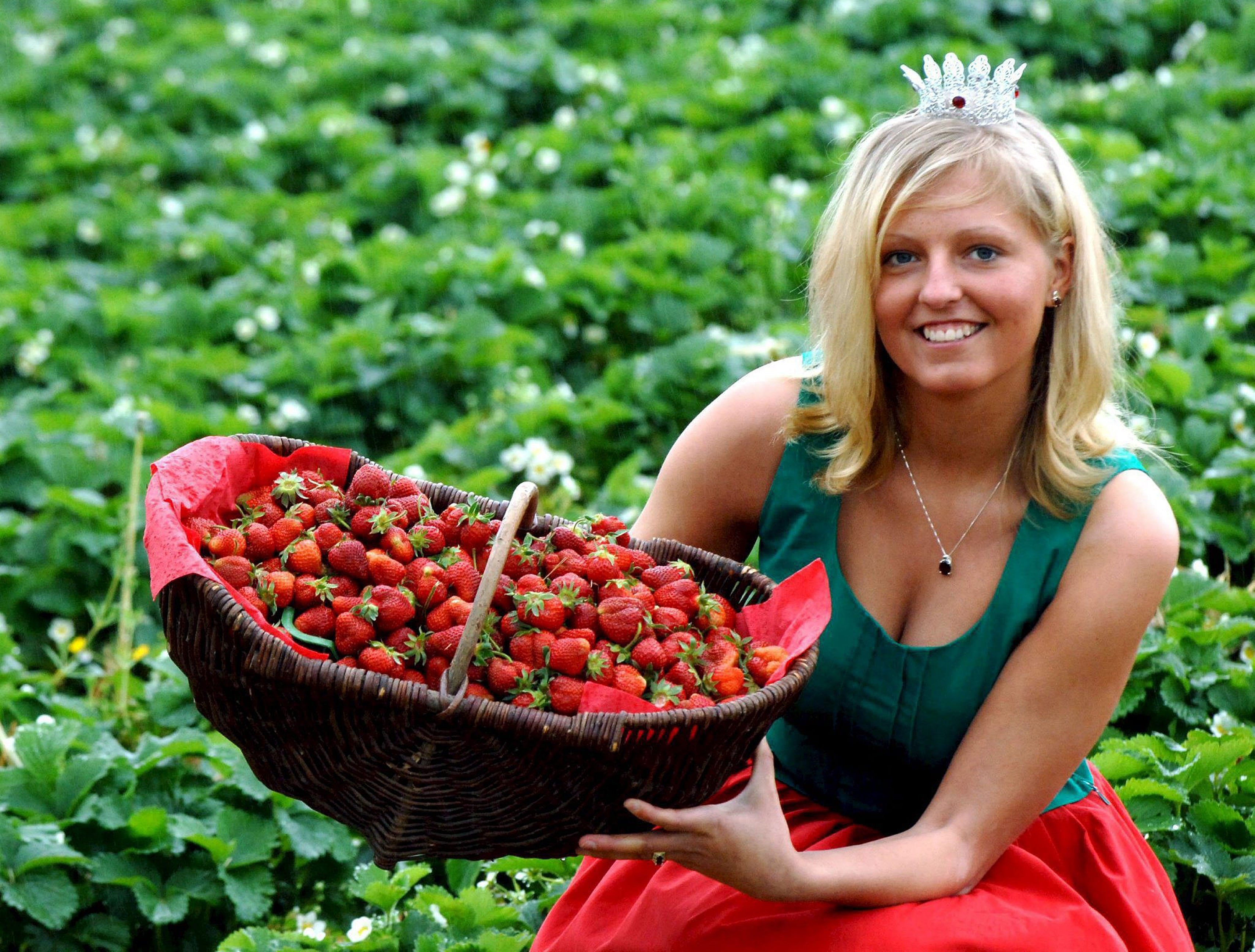 Девушка с клубникой. Девушка с земляникой. Женщина собирает ягоды. Девушка собирает клубнику. Девушка с клубникой урожай.