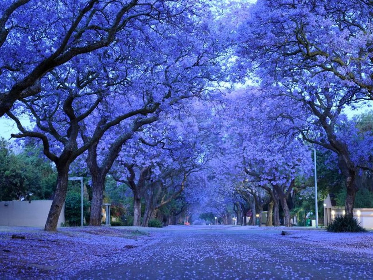 These trees. Фиалковое дерево жакаранда. Дерево жакаранда джакаранда фиалковое. Жакаранда мимозолистная. Жакаранда (фиалковое дерево) Кавказ.