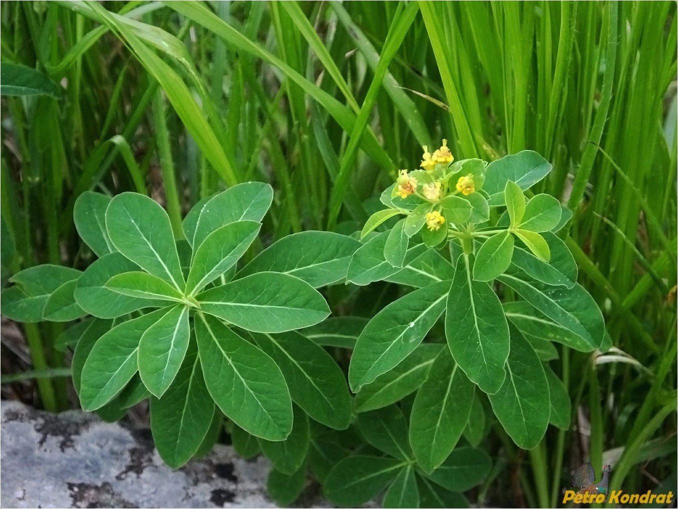 Молочай дикий полевой