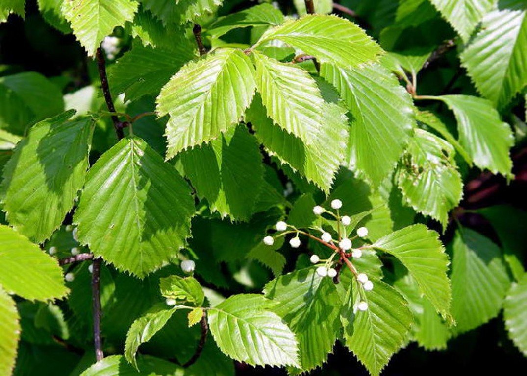 Фото листьев кустов с названиями. Вяз карагач. Ильм вяз дерево. Ulmus glabra вяз. Вяз граболистный (Ulmus suberosa).