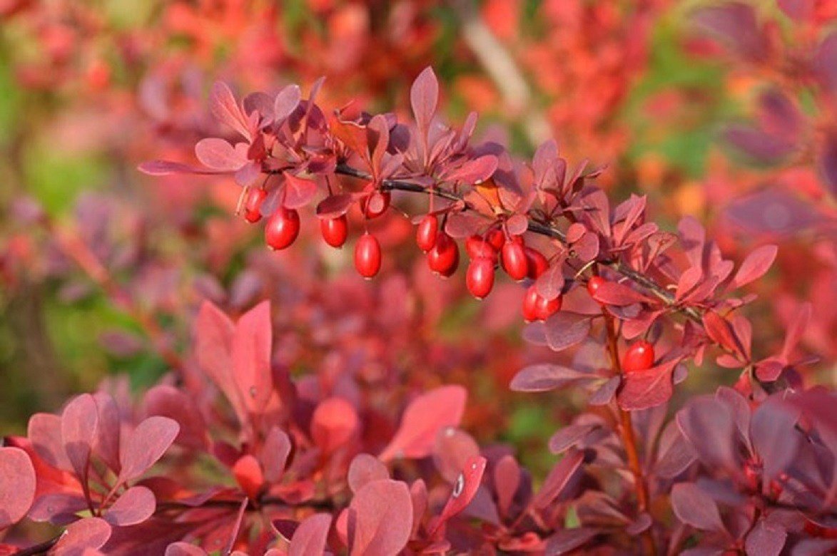 Барбарис Тунберга Атропурпуреа. Барбарис Тунберга Atropurpurea. Барбарис Тунберга (Berberis thunbergii). Барбарис Тунберга Berberis thunbergii “Atropurpurea”.