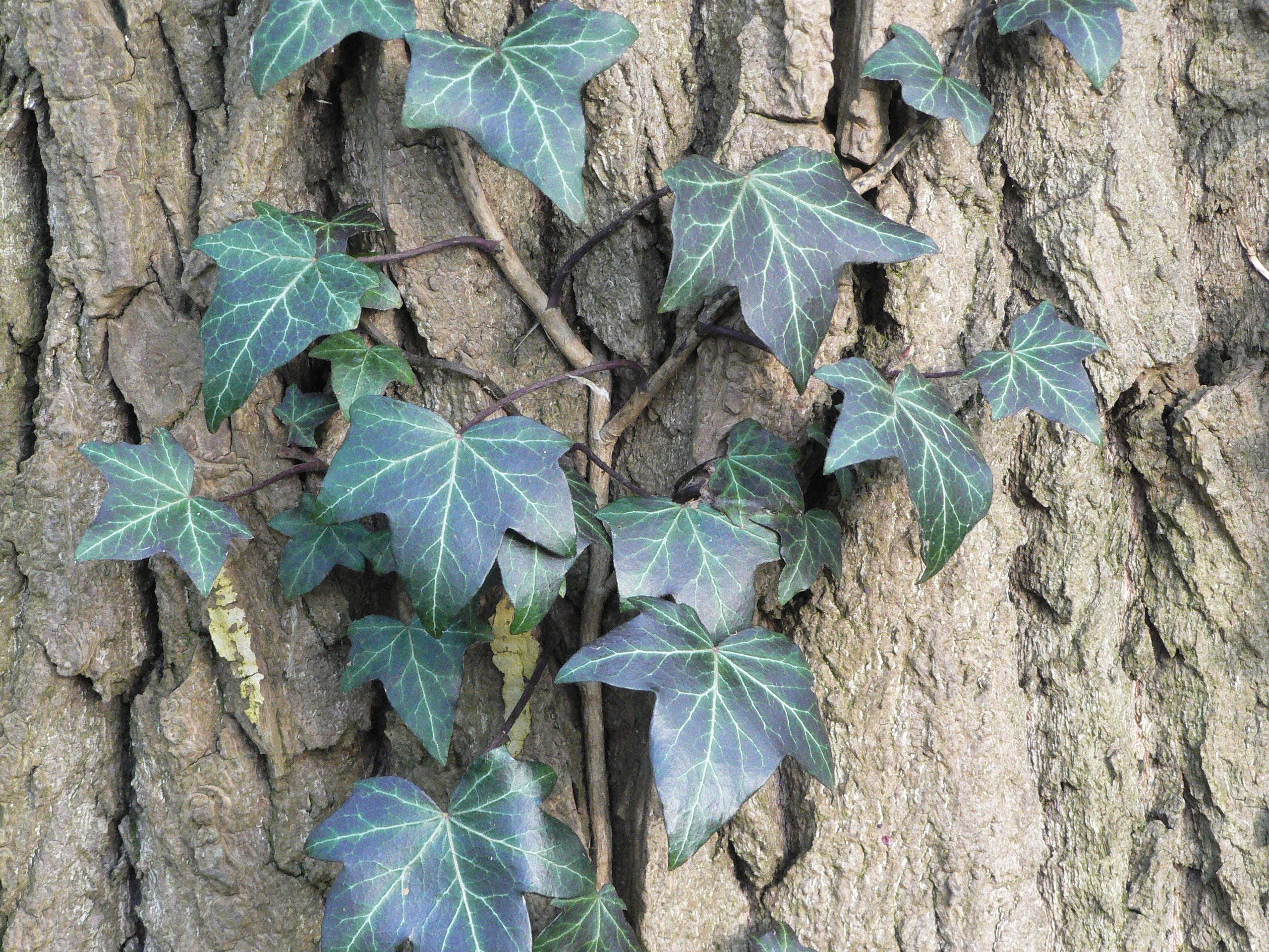 Плющ Hedera Helix листья