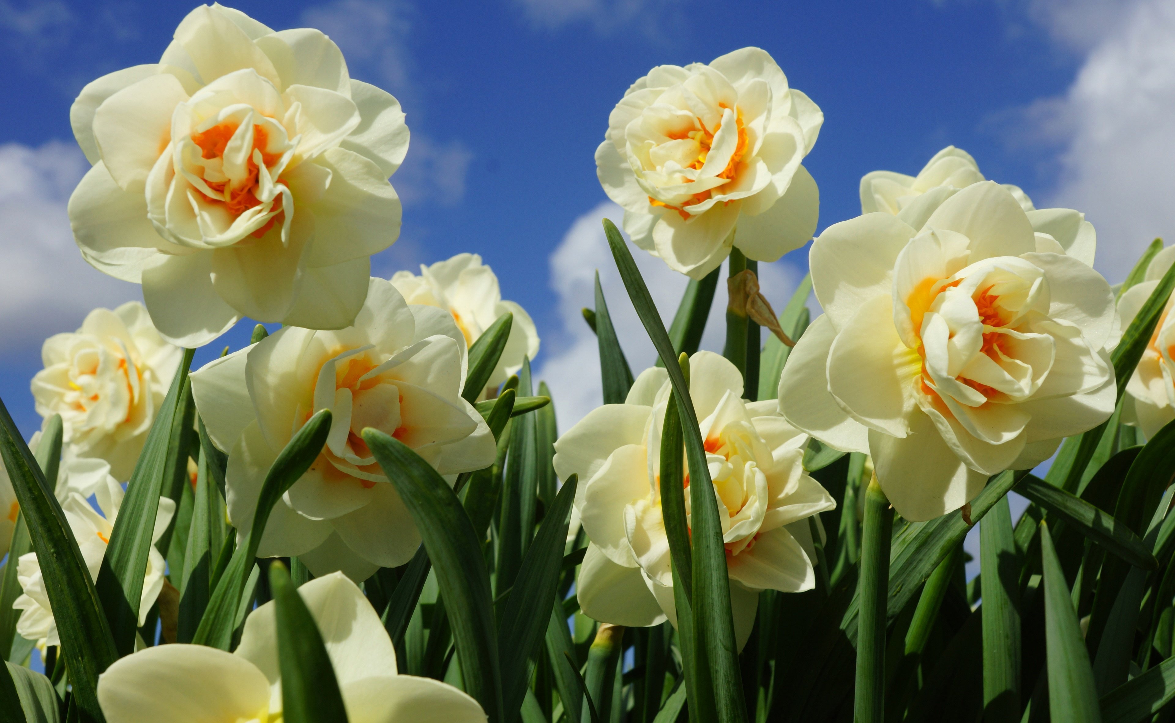 Цветы весны фото красивые. Нарцисс спринг Сан. Нарцисс цветок. Нарцисс Донау парк.