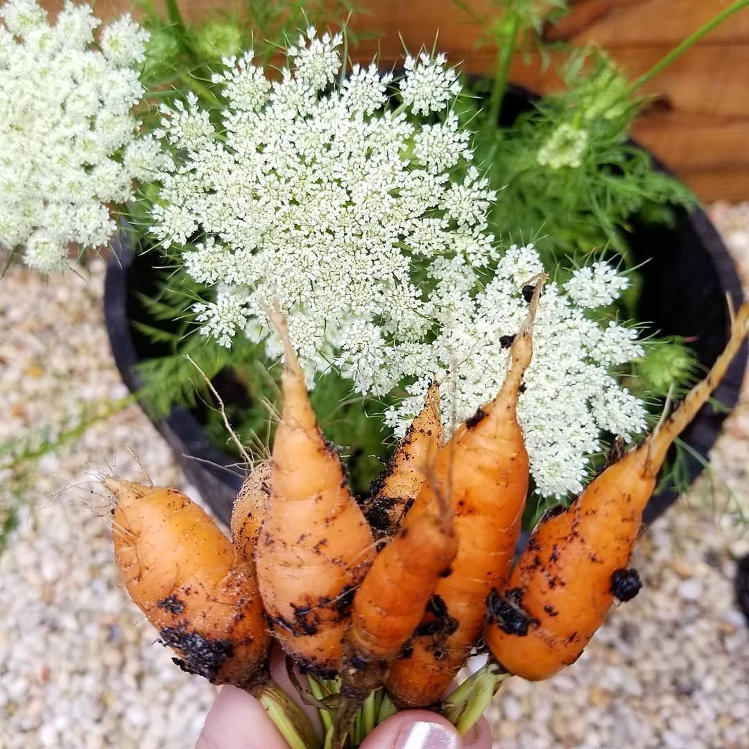 Daucus carota С†РІРµС‚РѕРє