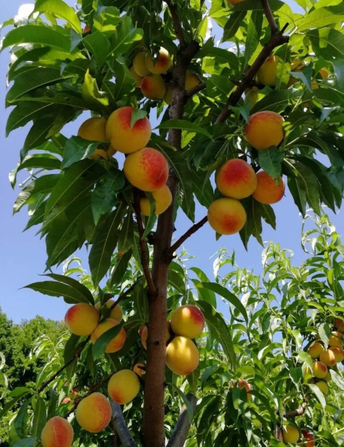 Плодовое дерево персик. Персик сорт краснодарец. Нектарин дерево.