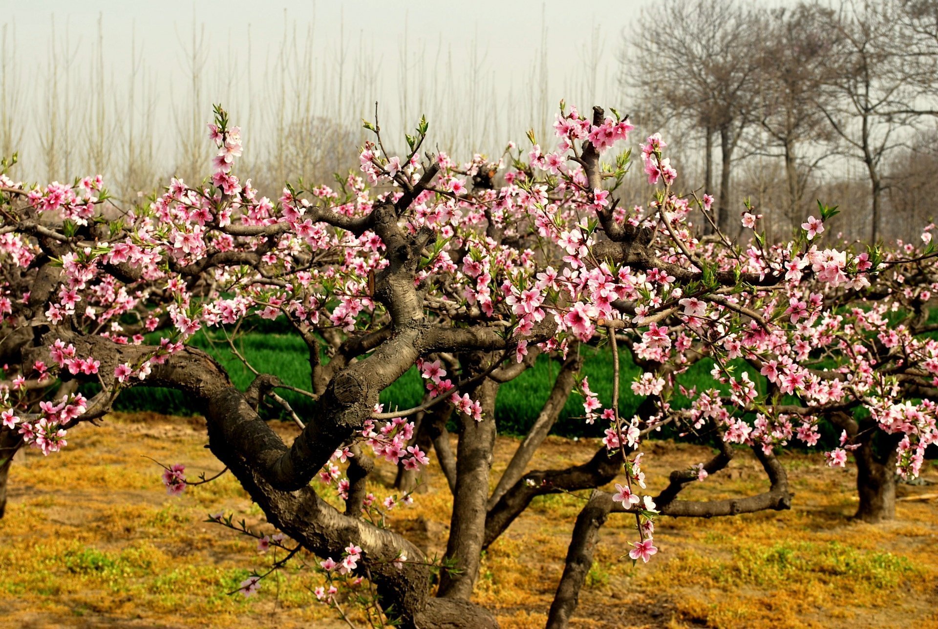 Как цветет персиковое дерево. Дерево нектарин цветет. Персиковое дерево цветет Сакура. Цветение персика Южная Корея. Персик дерево цветение.