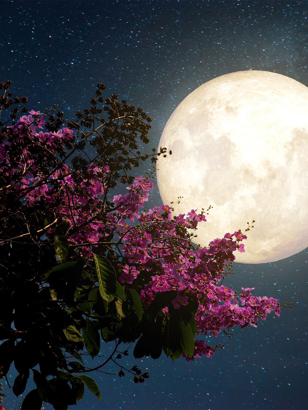 Почему цветочной луны. Луна. Луна и цветы. Полнолуние. Полная Луна.