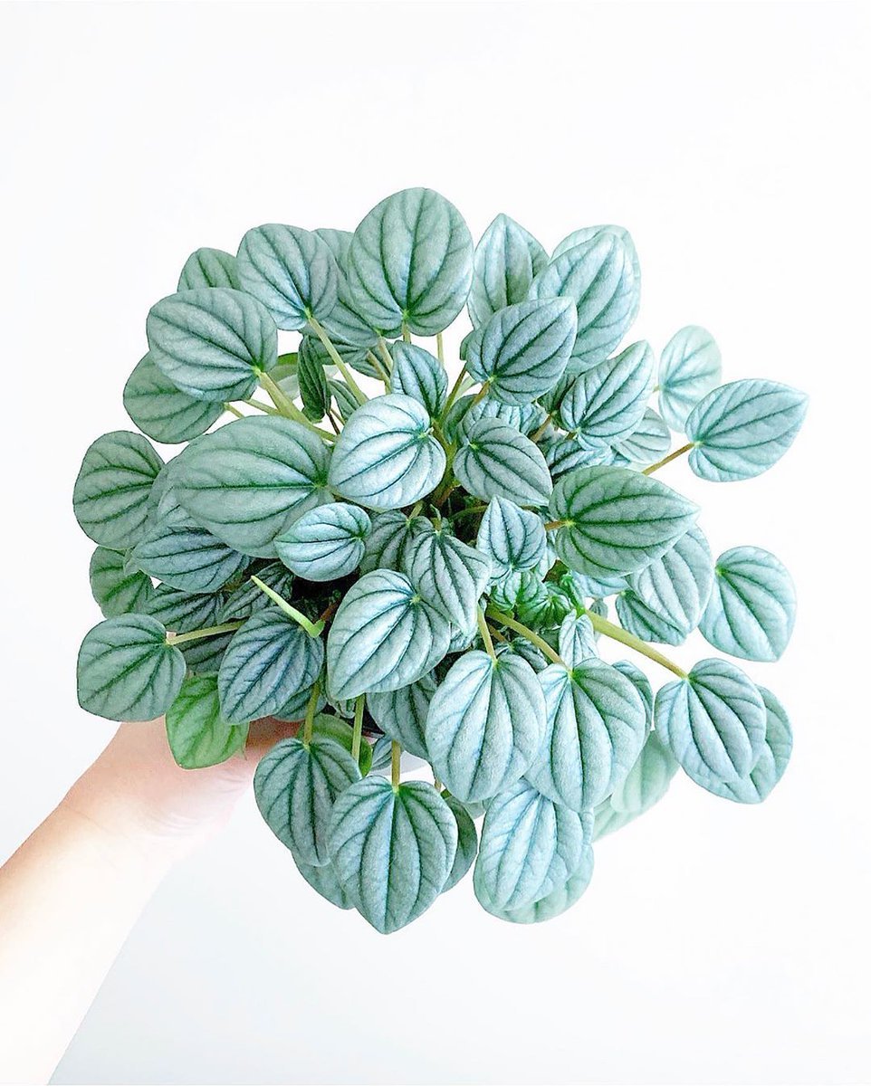 Пеперомия Peperomia griseoargentea