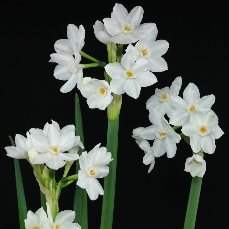 Название цветка нарцисс. Нарцисс многоцветковый белый. Нарцисс Пеппер Уайт. Нарцисс Паперуайт. Нарцисс мелкоцветковый.