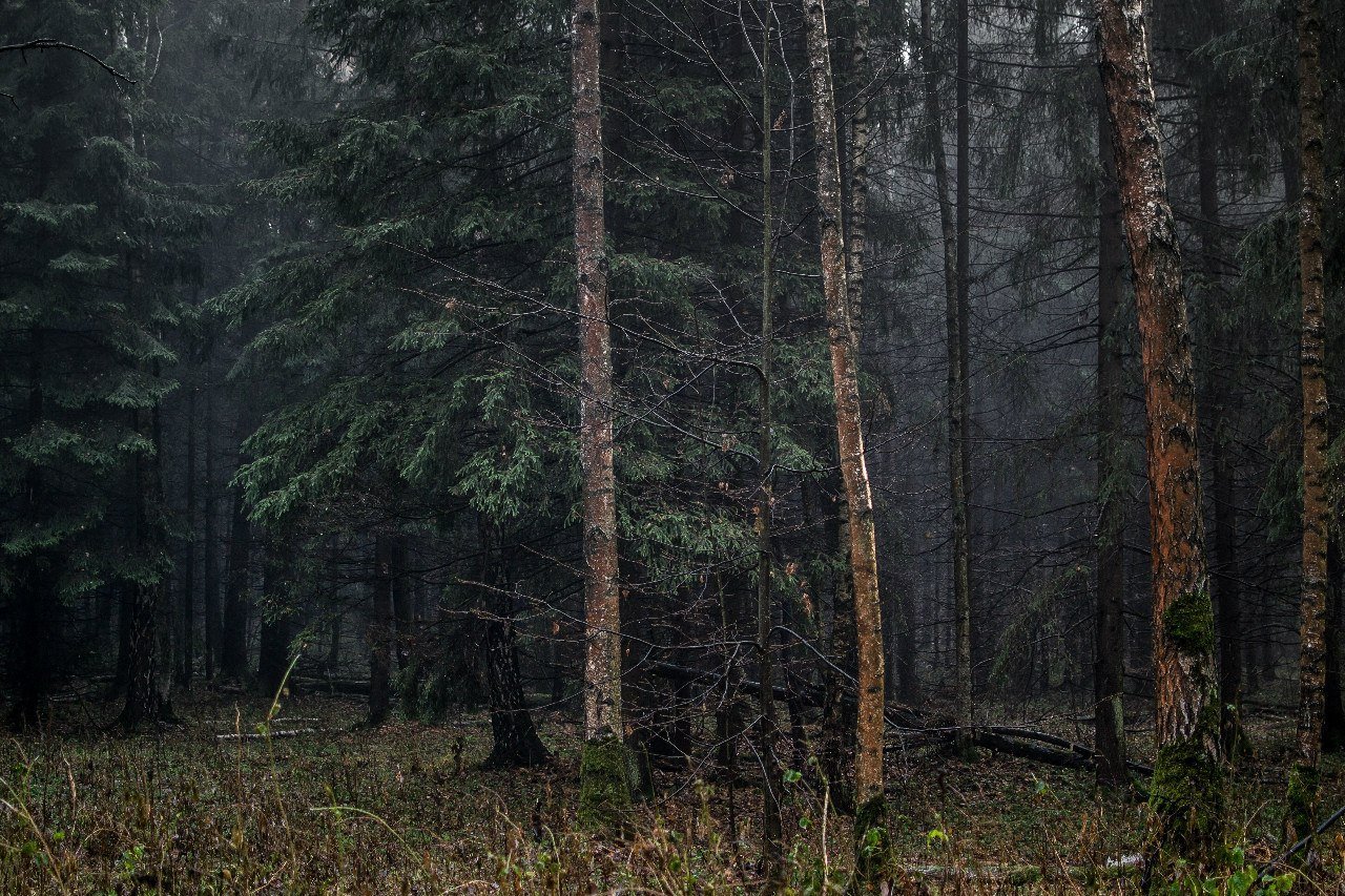 Дикий хвойный. Еловый темный лес Угра. Тайга хвойный Бор НЕПРОХОДИМАЯ. Сибирский темнохвойный лес. Темный хвойный лес.