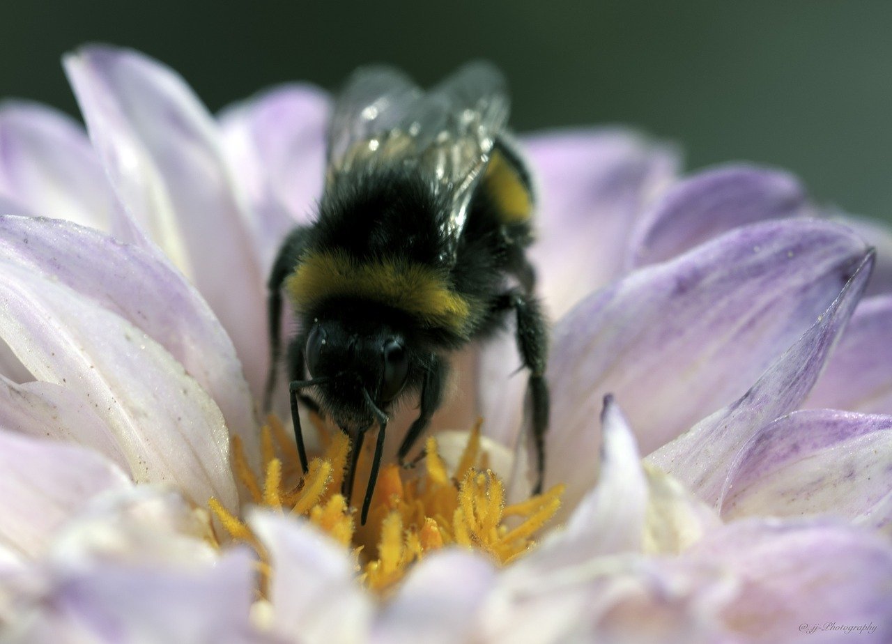 Насекомоопыляемые растения пыльца. Пчелы опыляют растения. Опыление насекомыми. Растения опыляемые насекомыми. Пчела опыляет цветок.