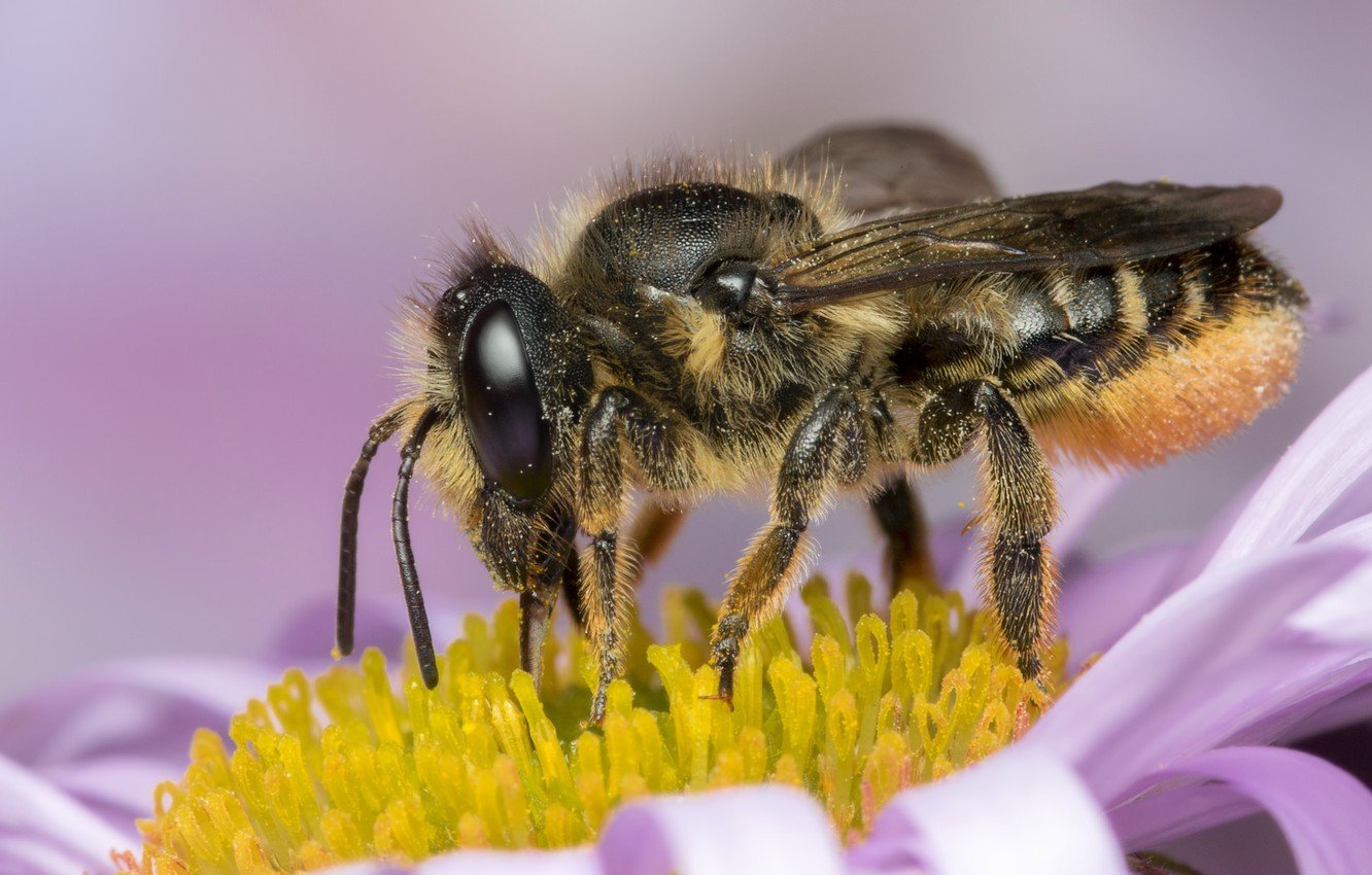Насекомоопыляемые растения пыльца. Среднерусская медоносная пчела. Мексиканская медоносная Оса. Пчелы опылители растений. Медоносные цветы для пчел.