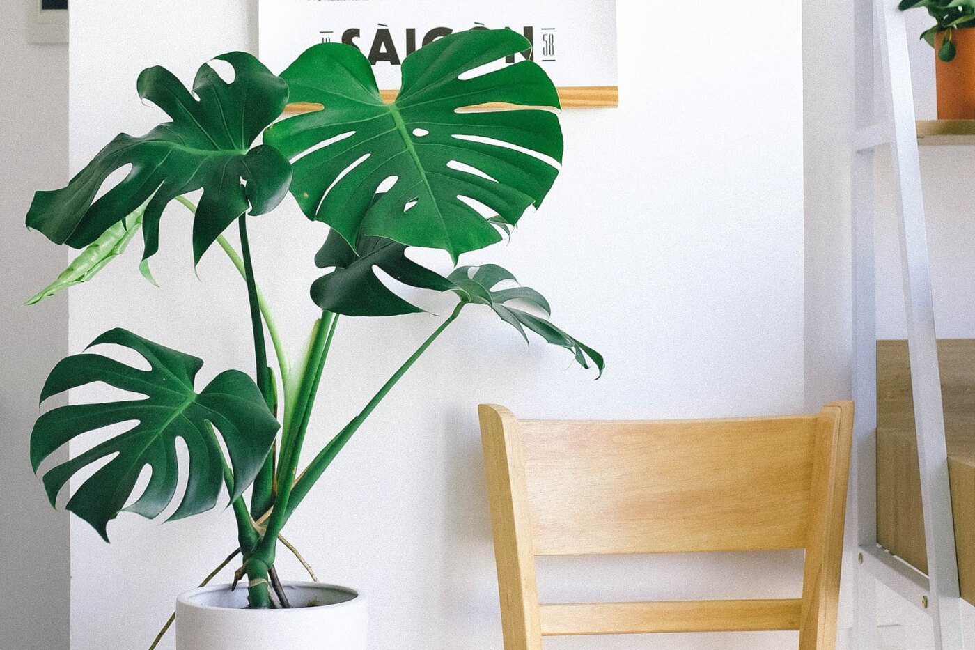 Monstera obliqua в интерьере