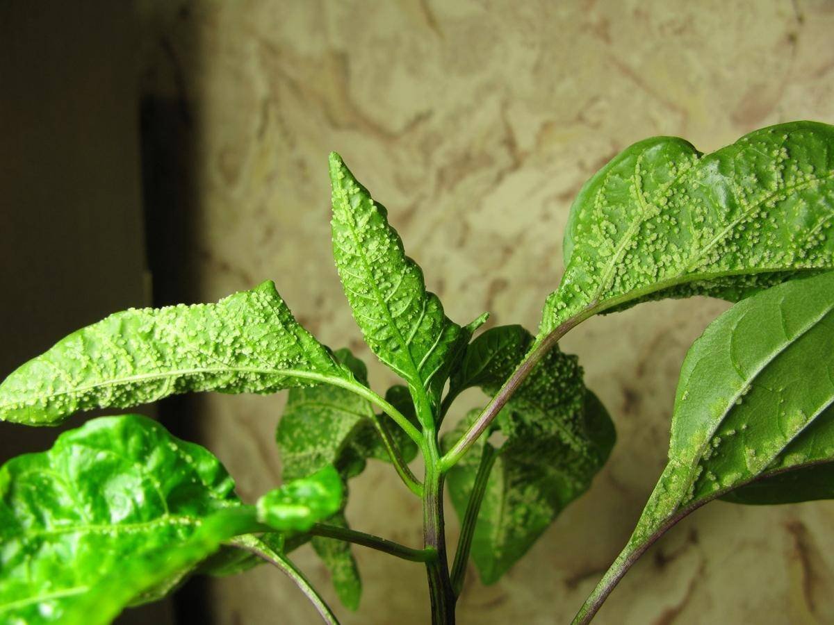 Антракноз рассады перца