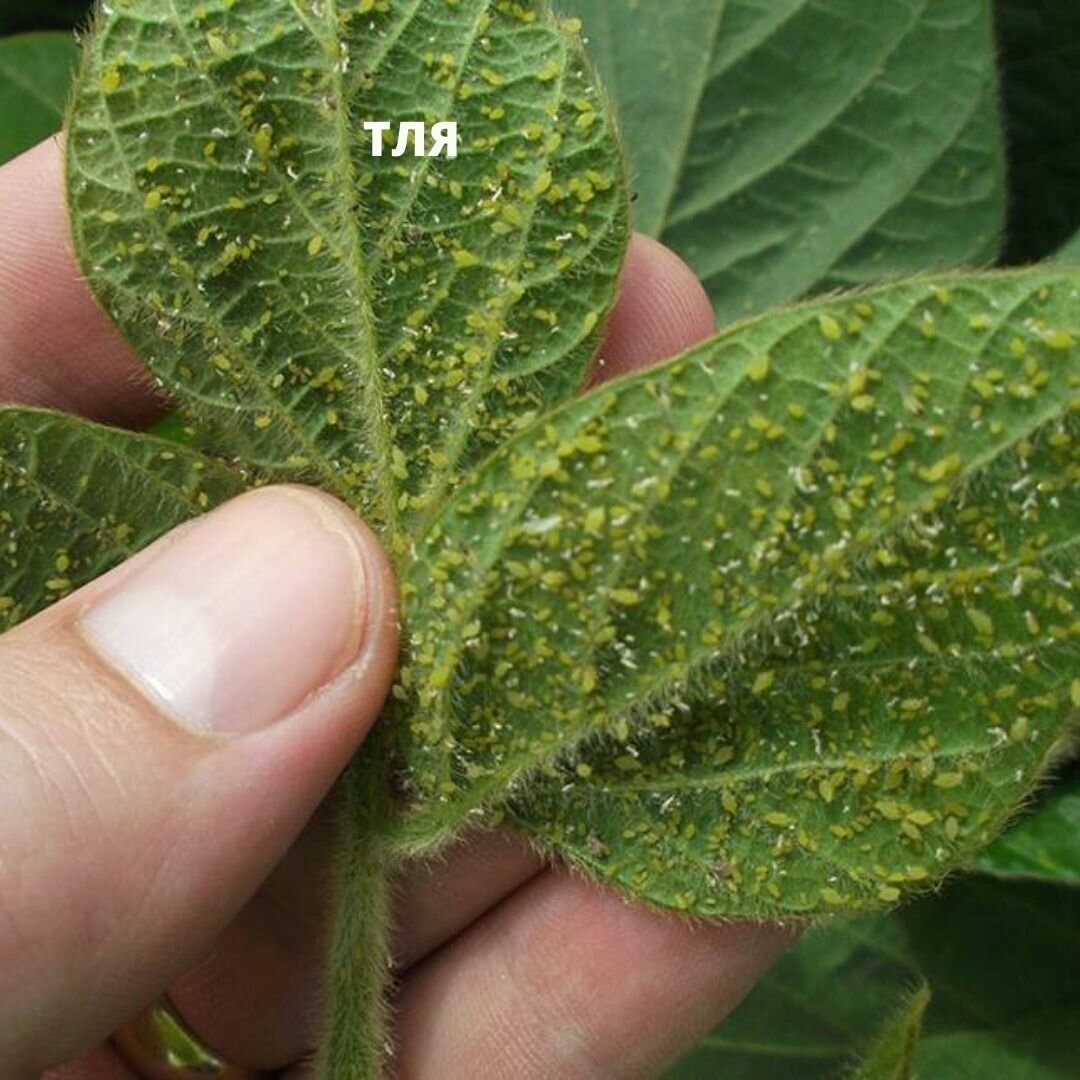 Трипс жилки томатов