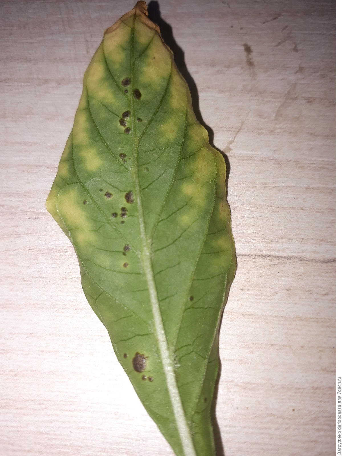 Оэдема томата