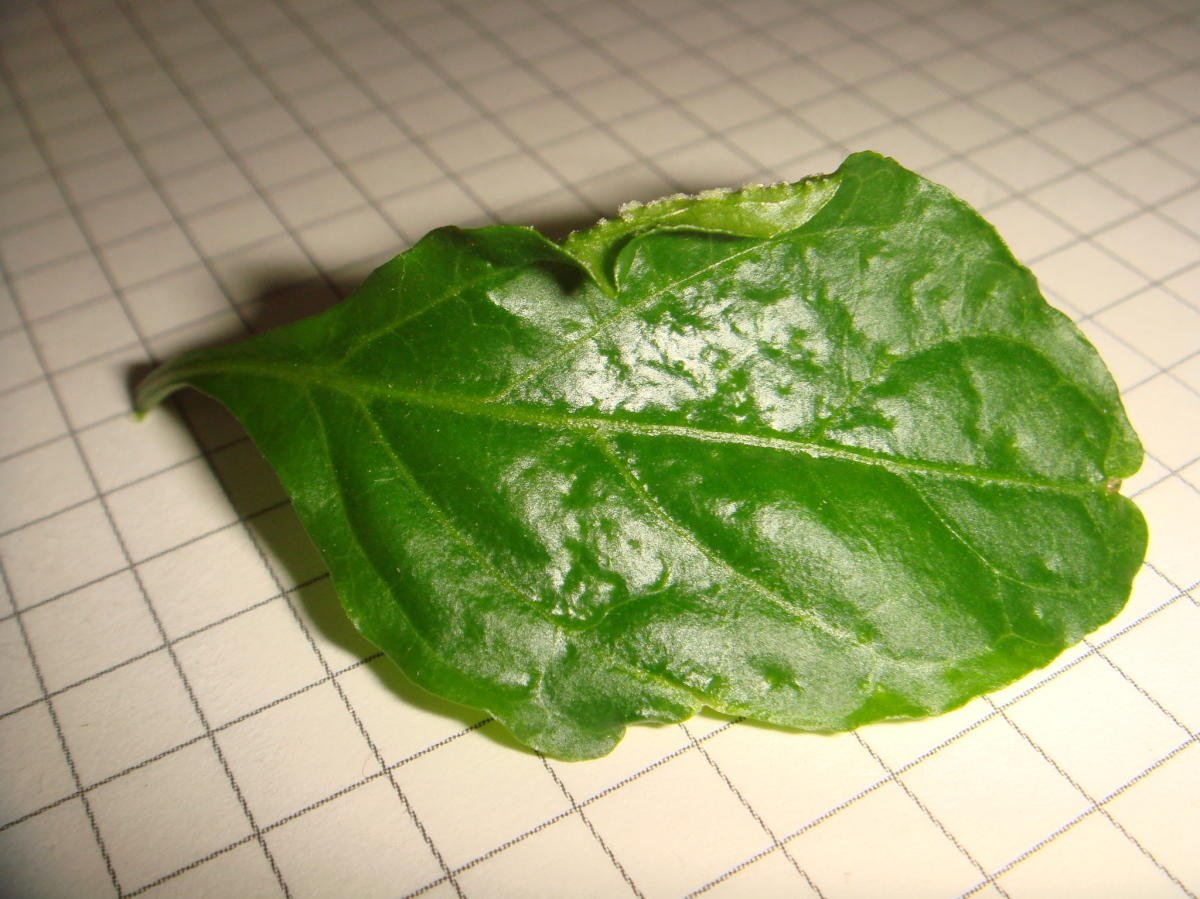 Оэдема томатов