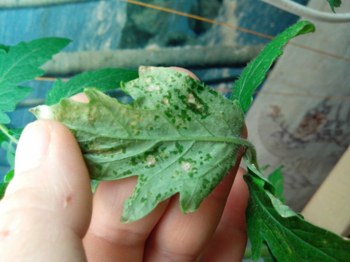 Вредители комнатных растений трипсы