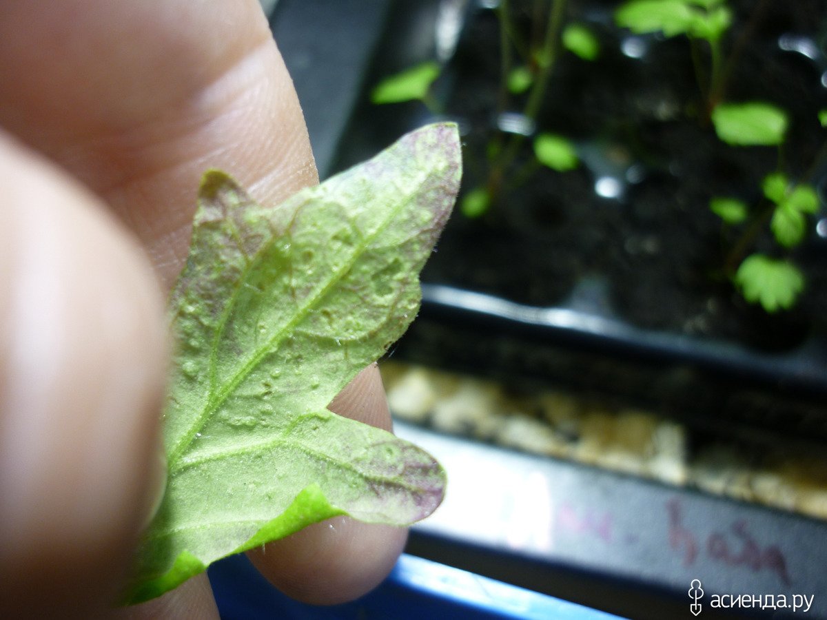 Красивая девушка с листом