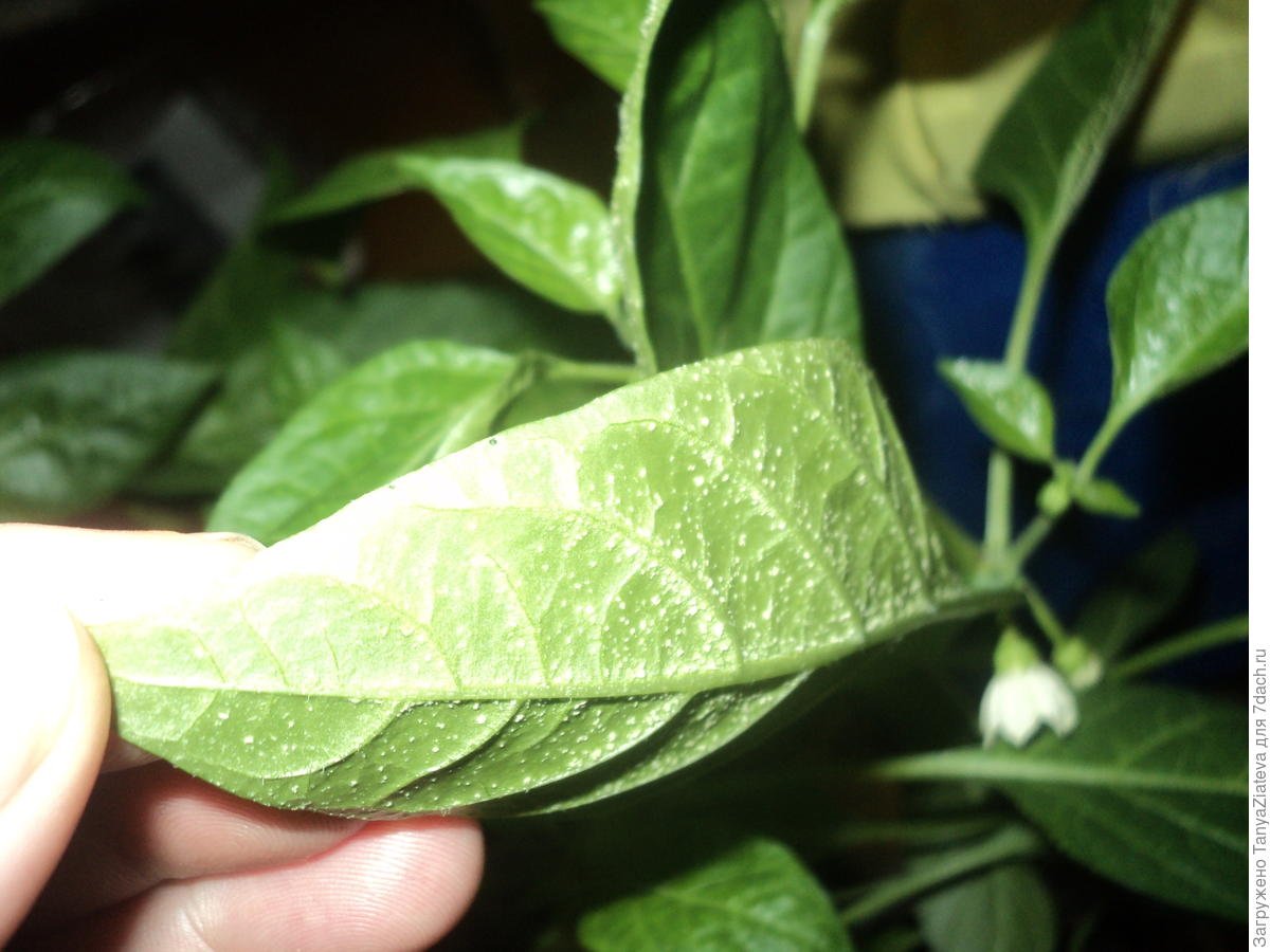 Белая пятнистость рассады перца