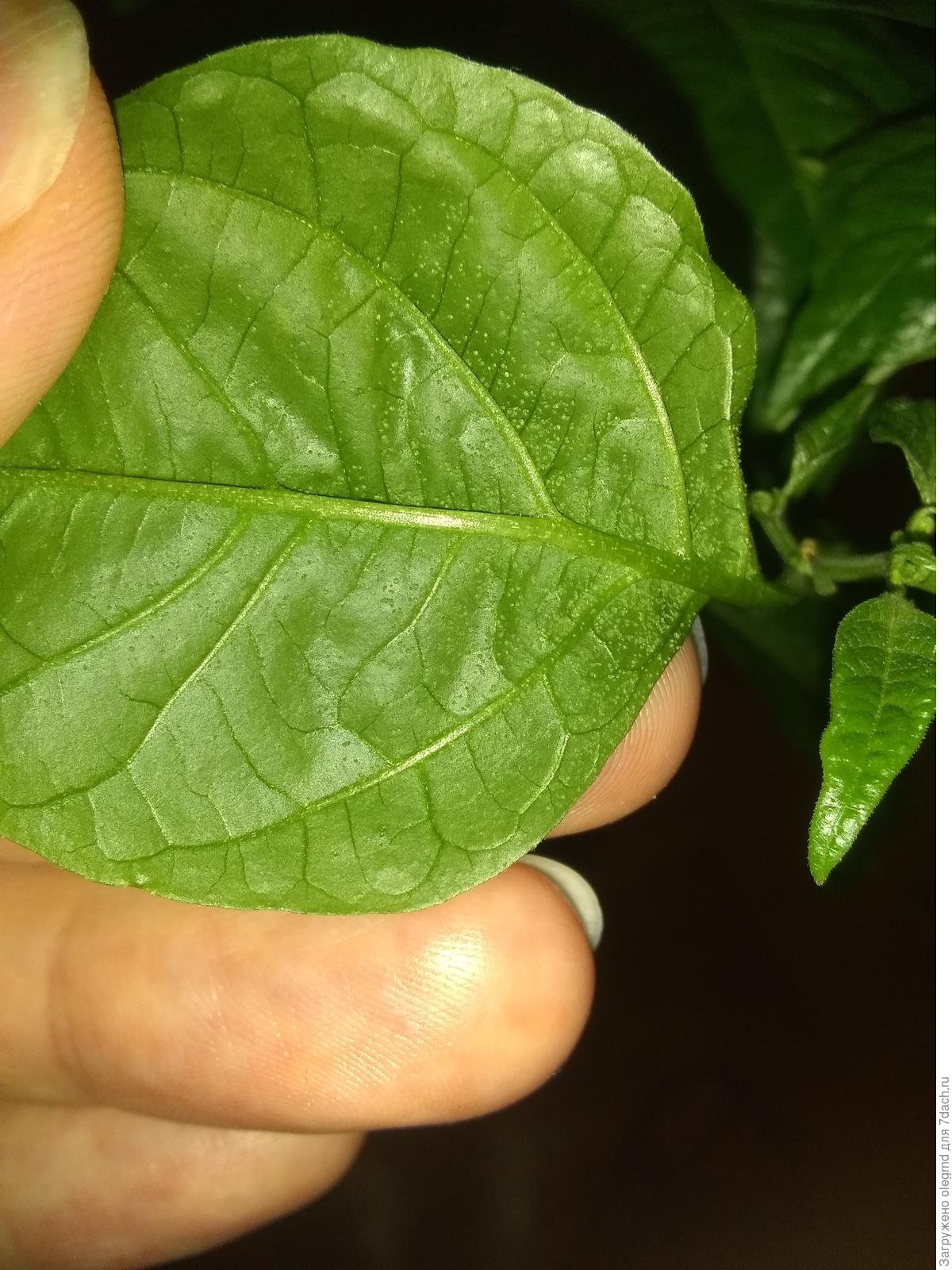 Белокрылка на перце