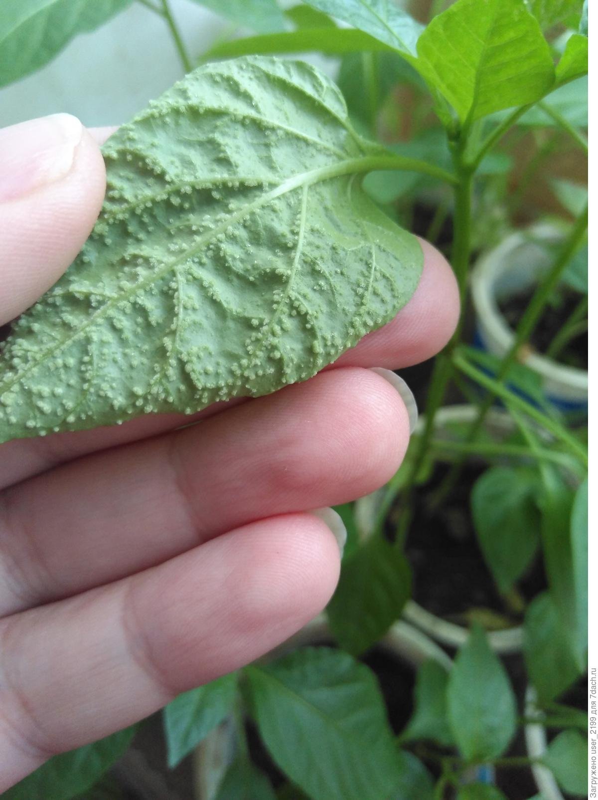 Фитофтороз рассады перцев