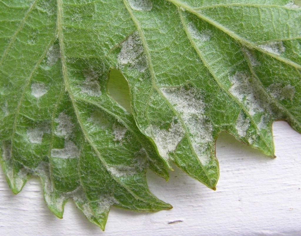 Табачный трипс на томатах