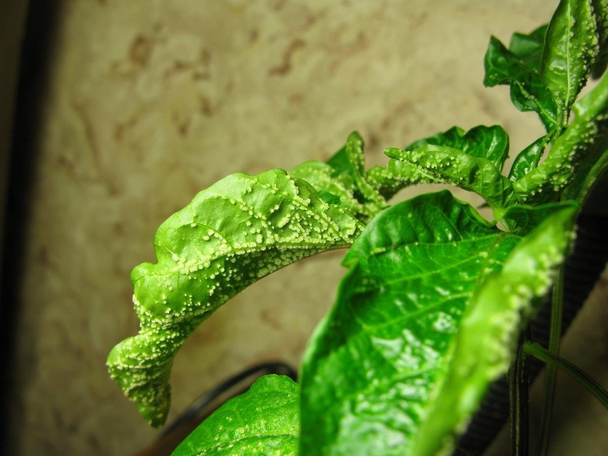 Оэдема томатов